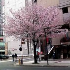 ぱんだ
